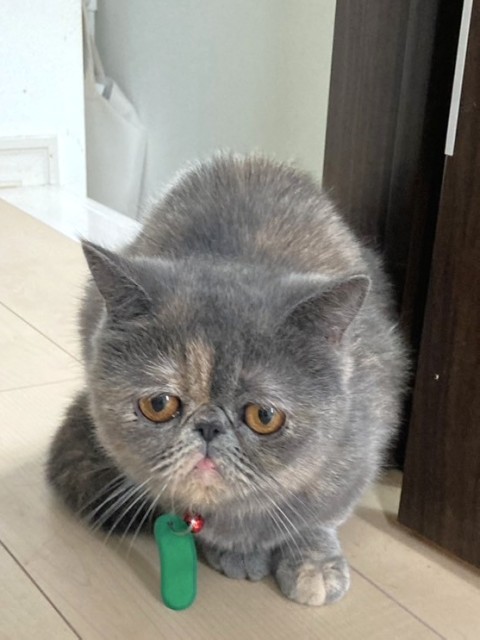 エキゾチック