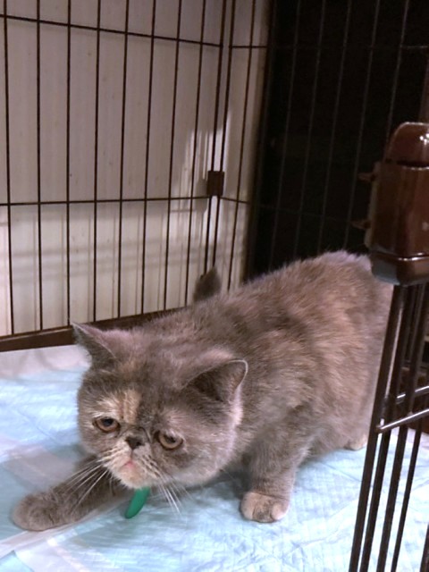 ひめり