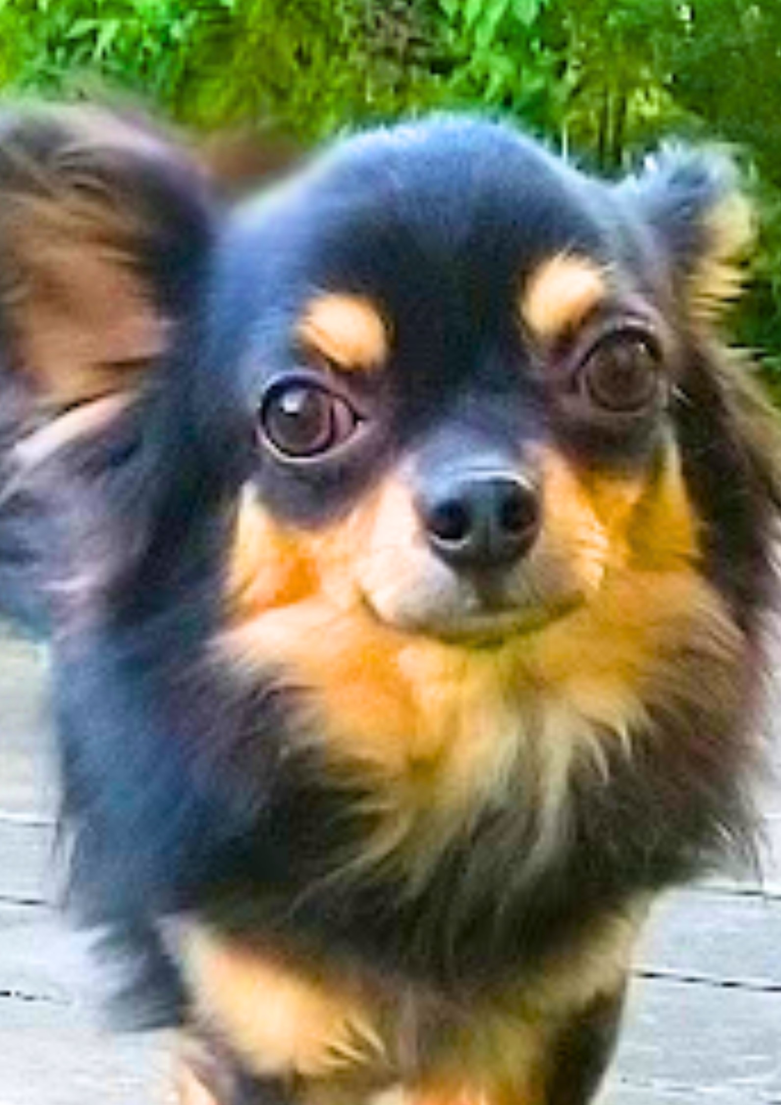 チワワ