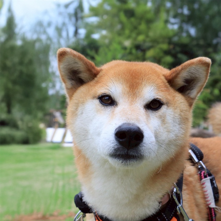 柴犬