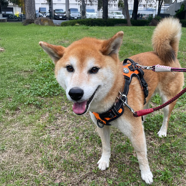 むぎ