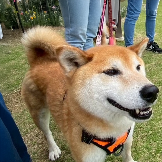 むぎ