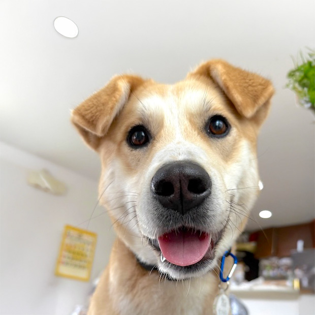 犬種不明