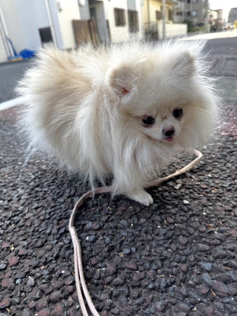 ミルミル