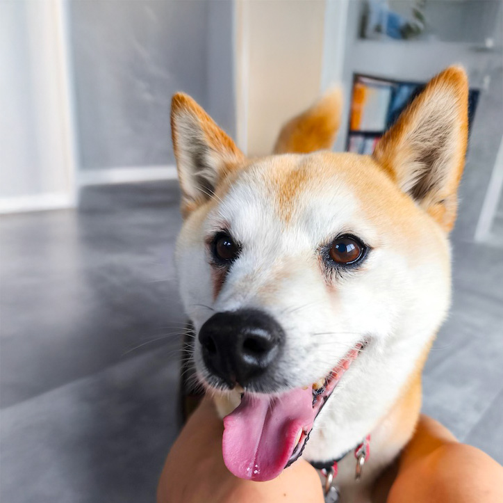 柴犬