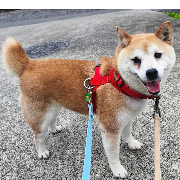 ピコラ
