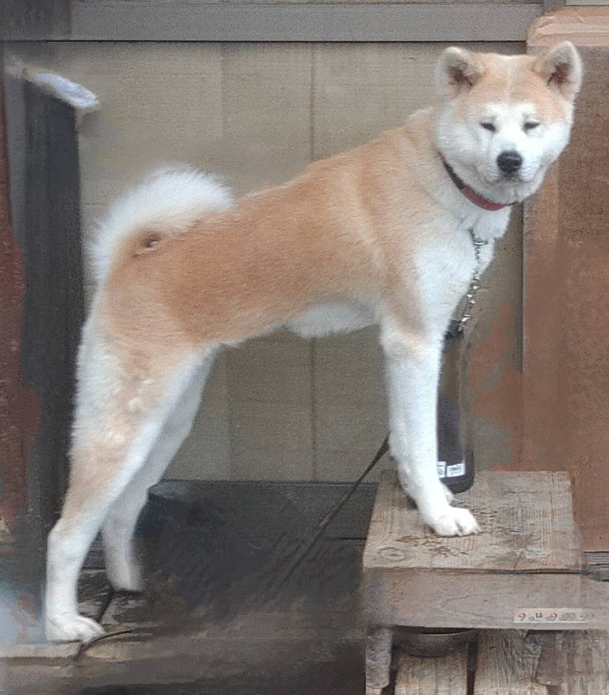 秋田犬