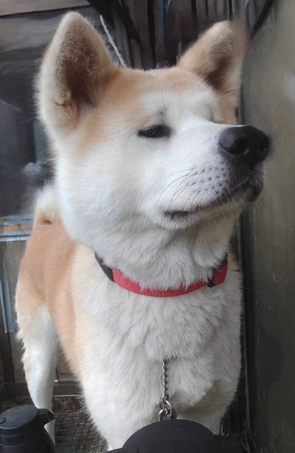 皐月