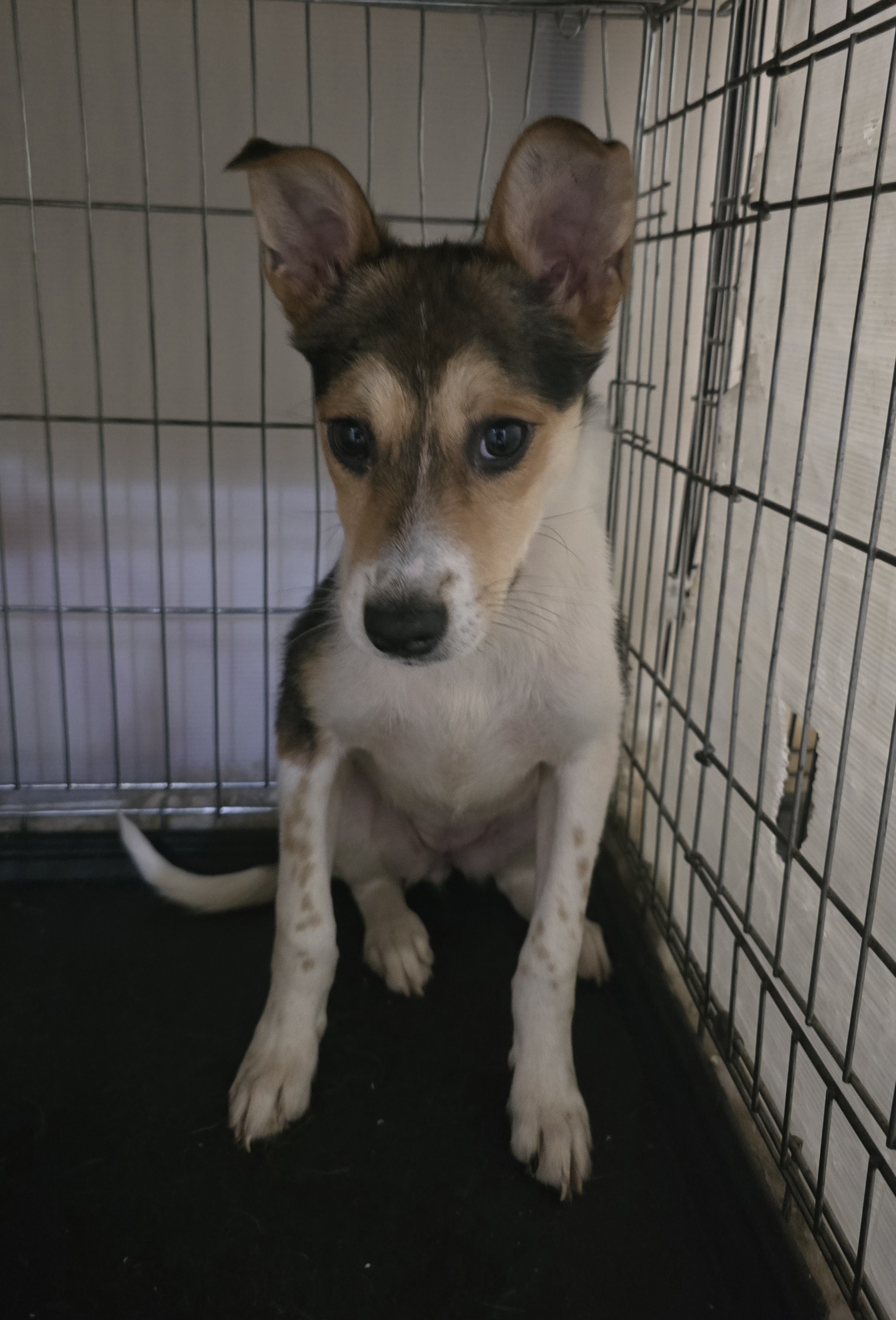 犬種不明