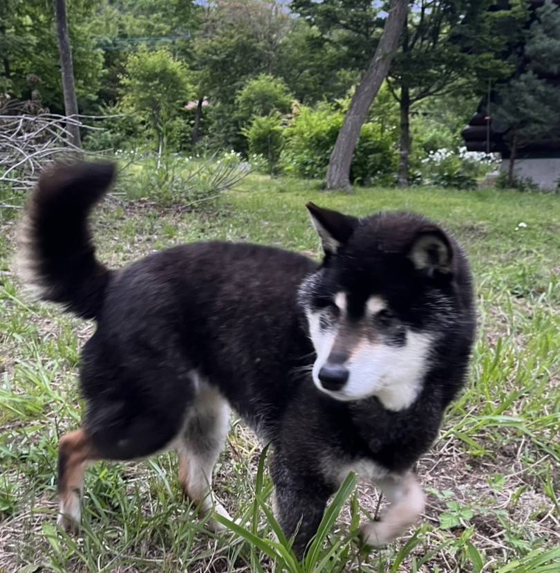 ハル