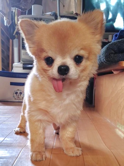 シャオ