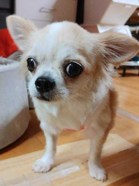フワ
