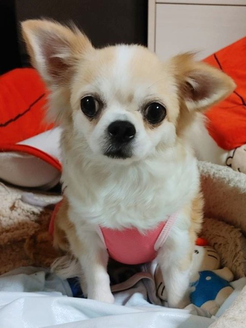 フワ