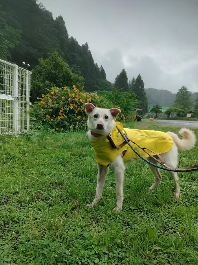 犬種不明