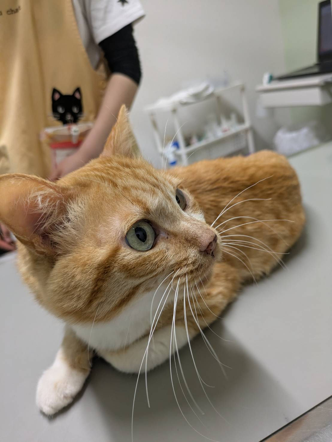 猫種不明