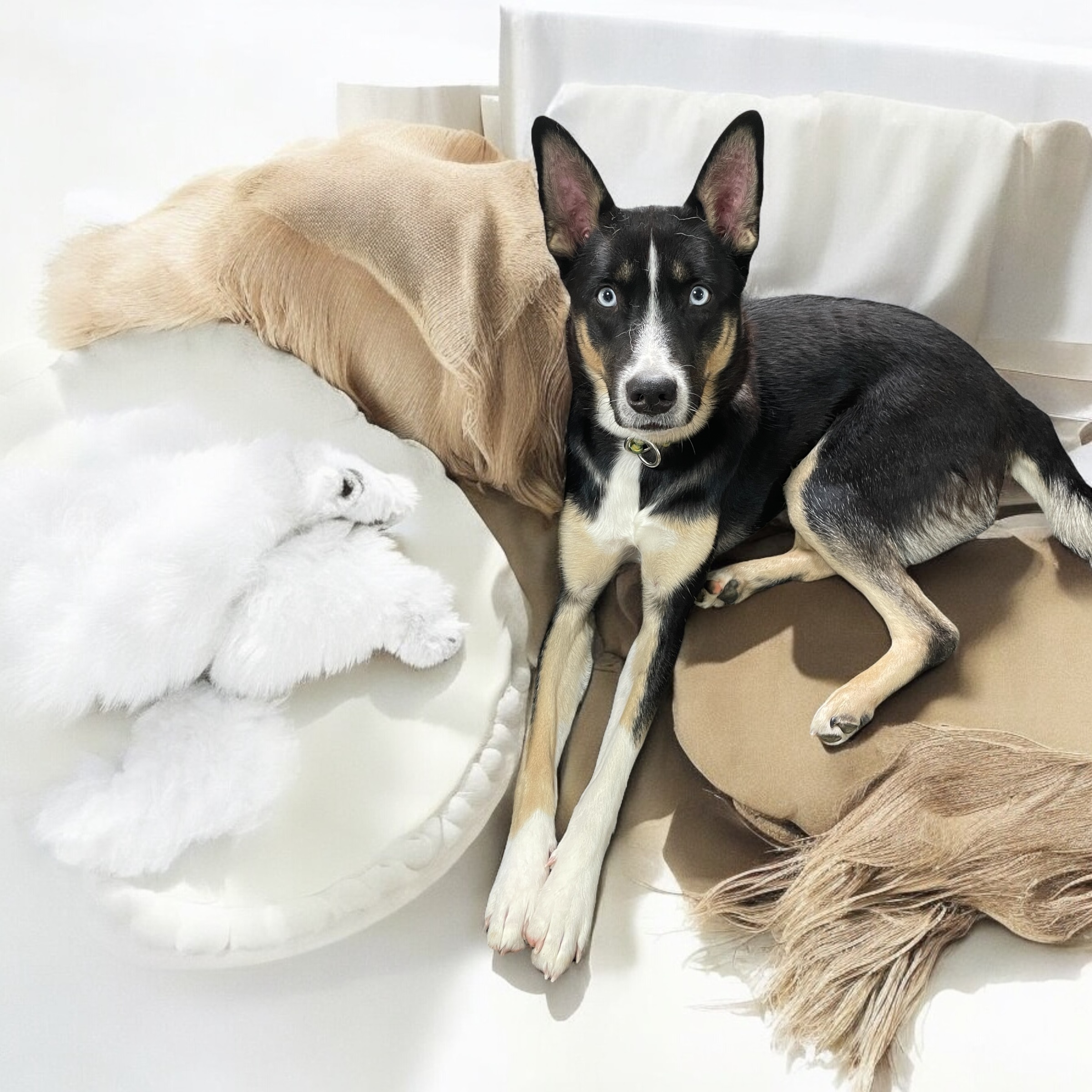 犬種不明