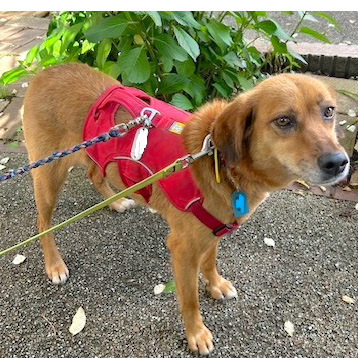 犬種不明