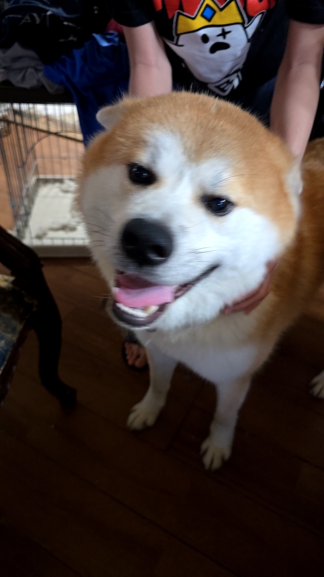 秋田犬