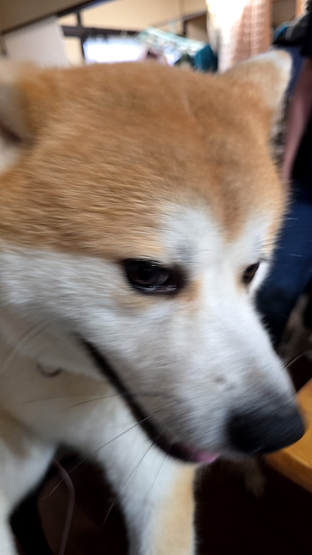 翔