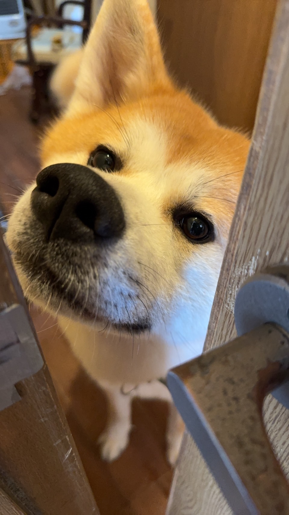 翔
