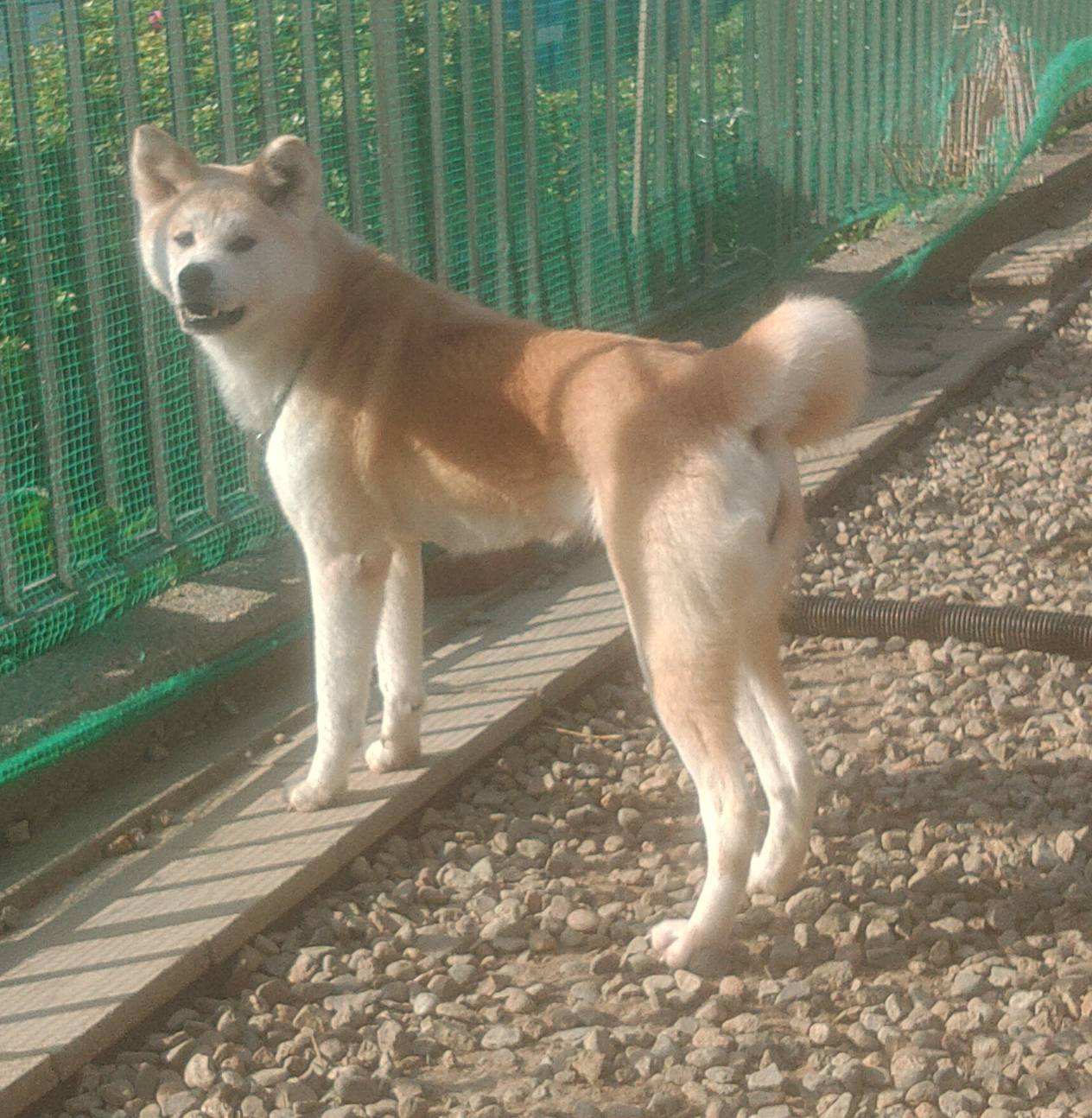 秋田犬