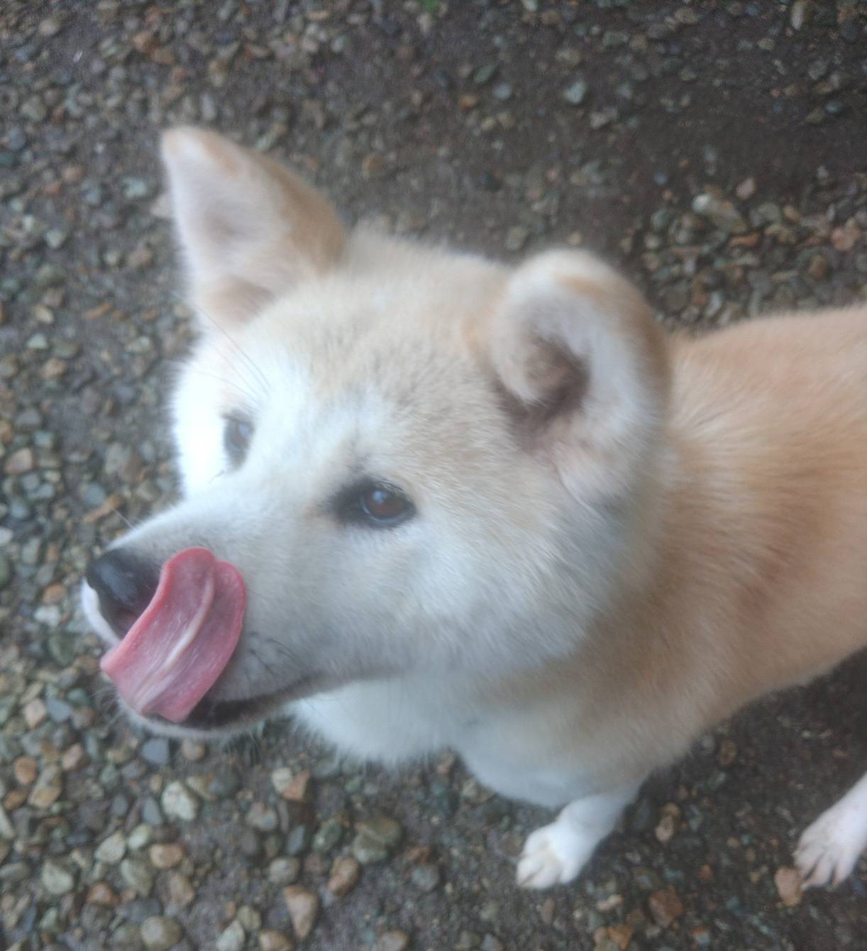 つばき