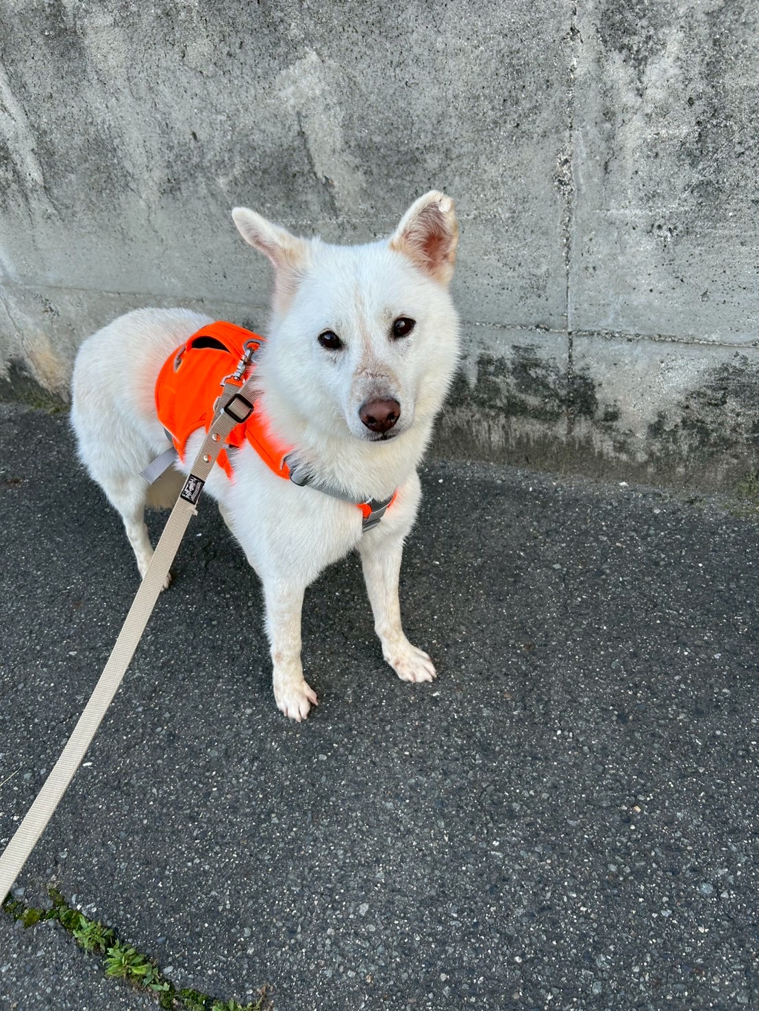 エテキチ