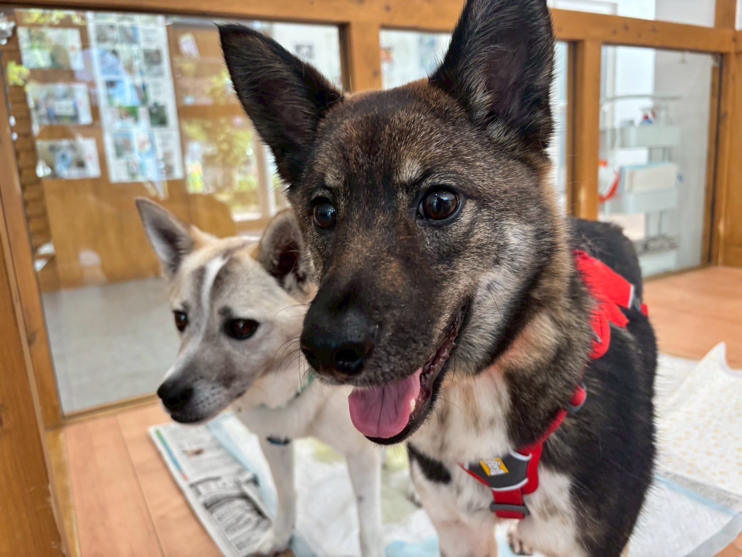 犬種不明