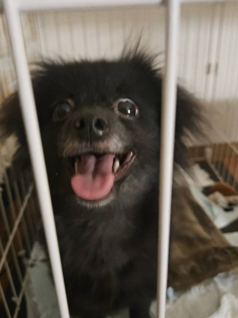 うにたん