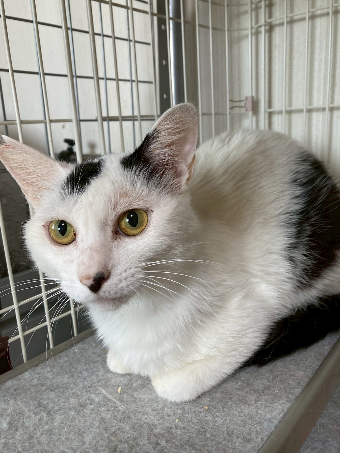 猫種不明