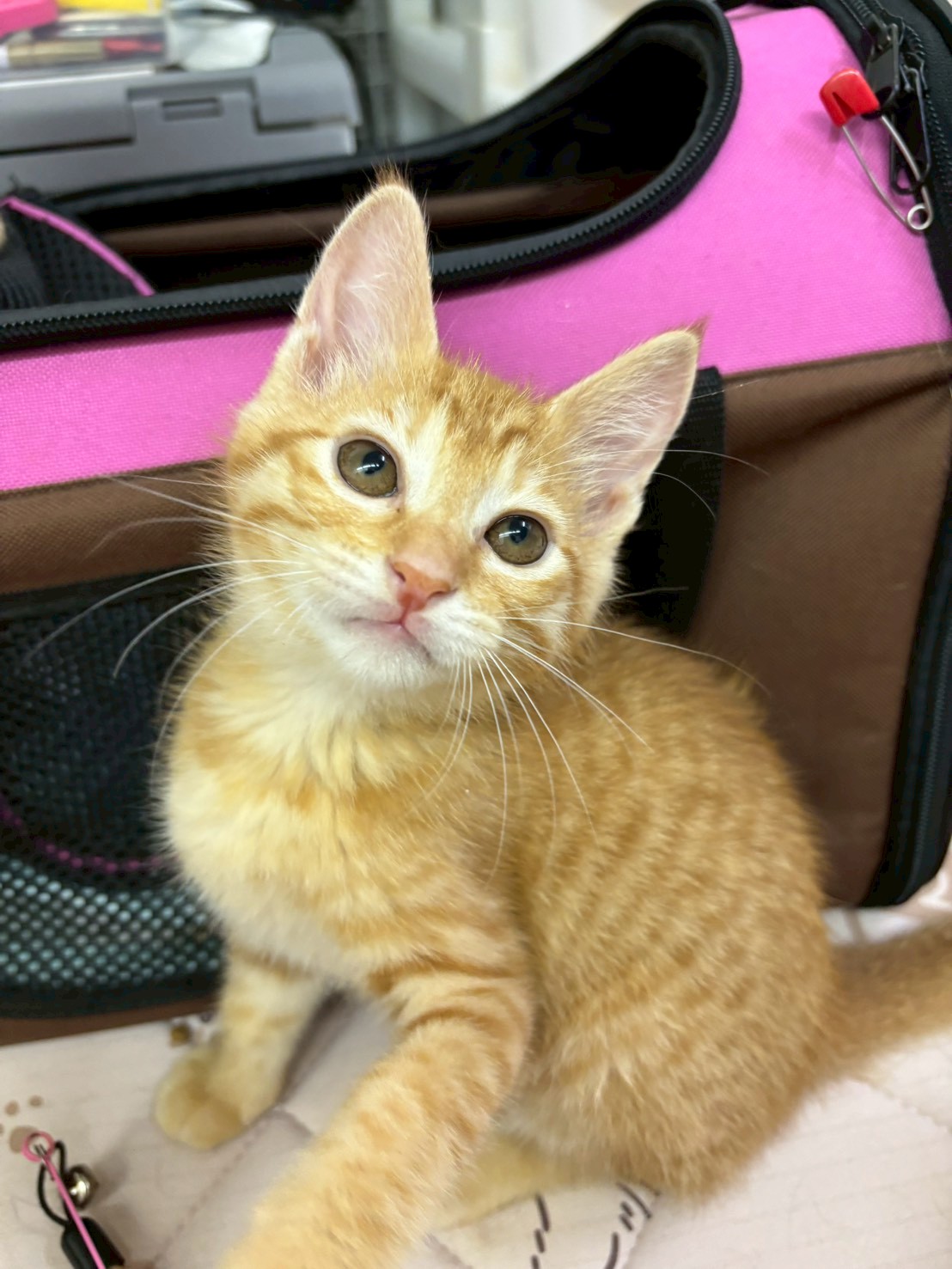 猫種不明