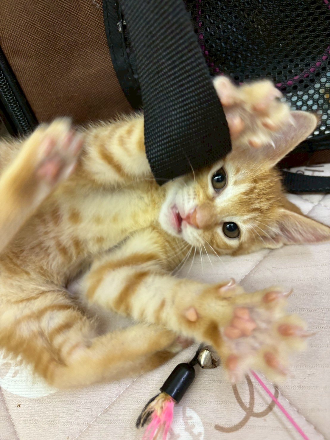 ハイジ