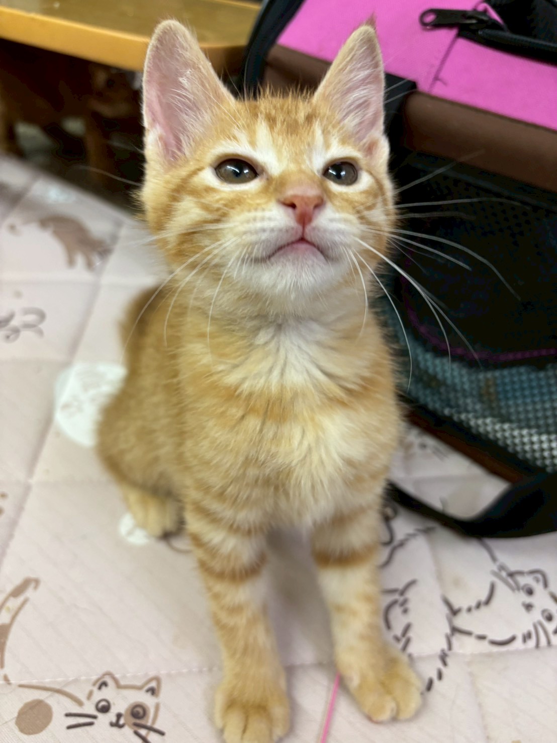 猫種不明