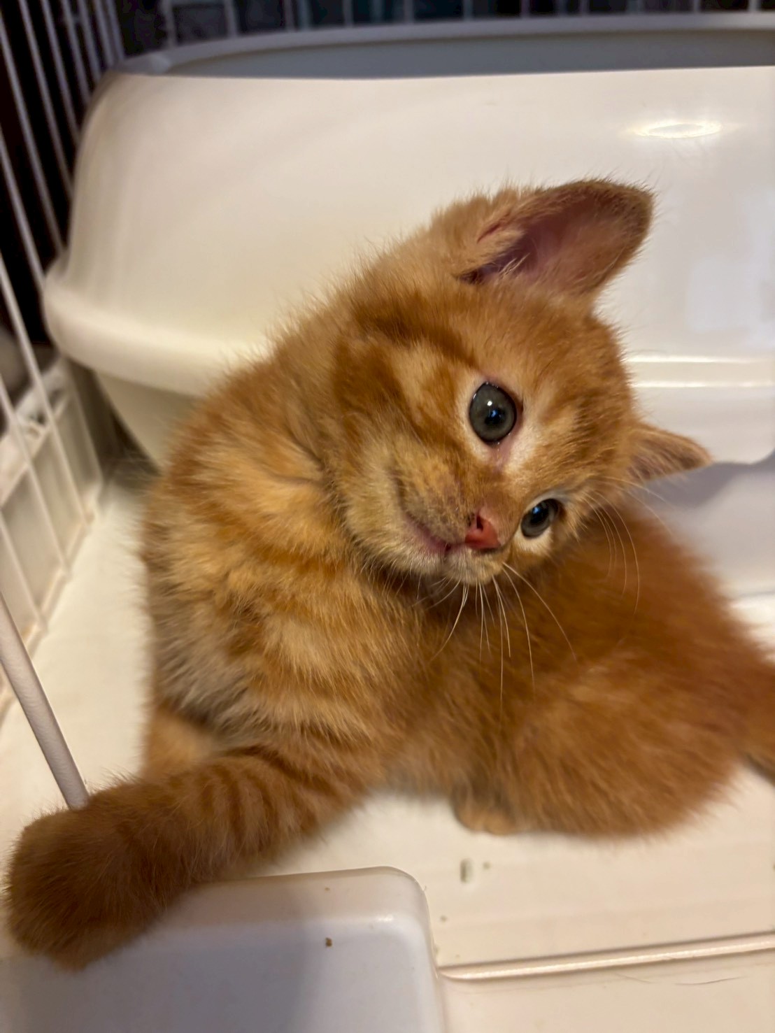 猫種不明