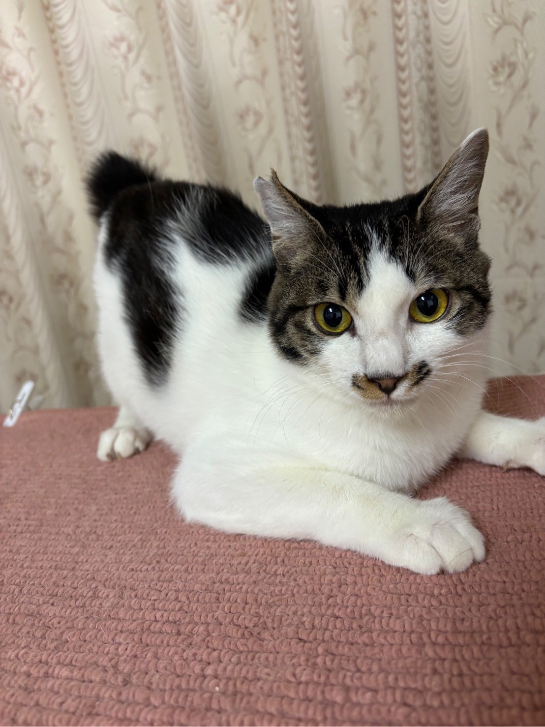 猫種不明