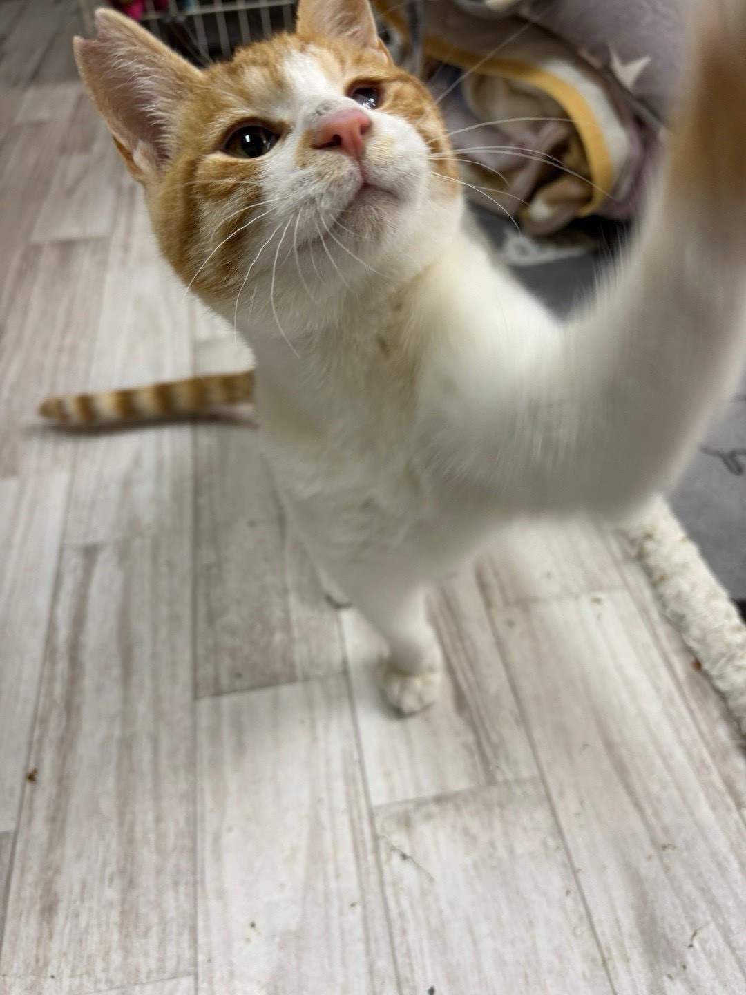 ポン