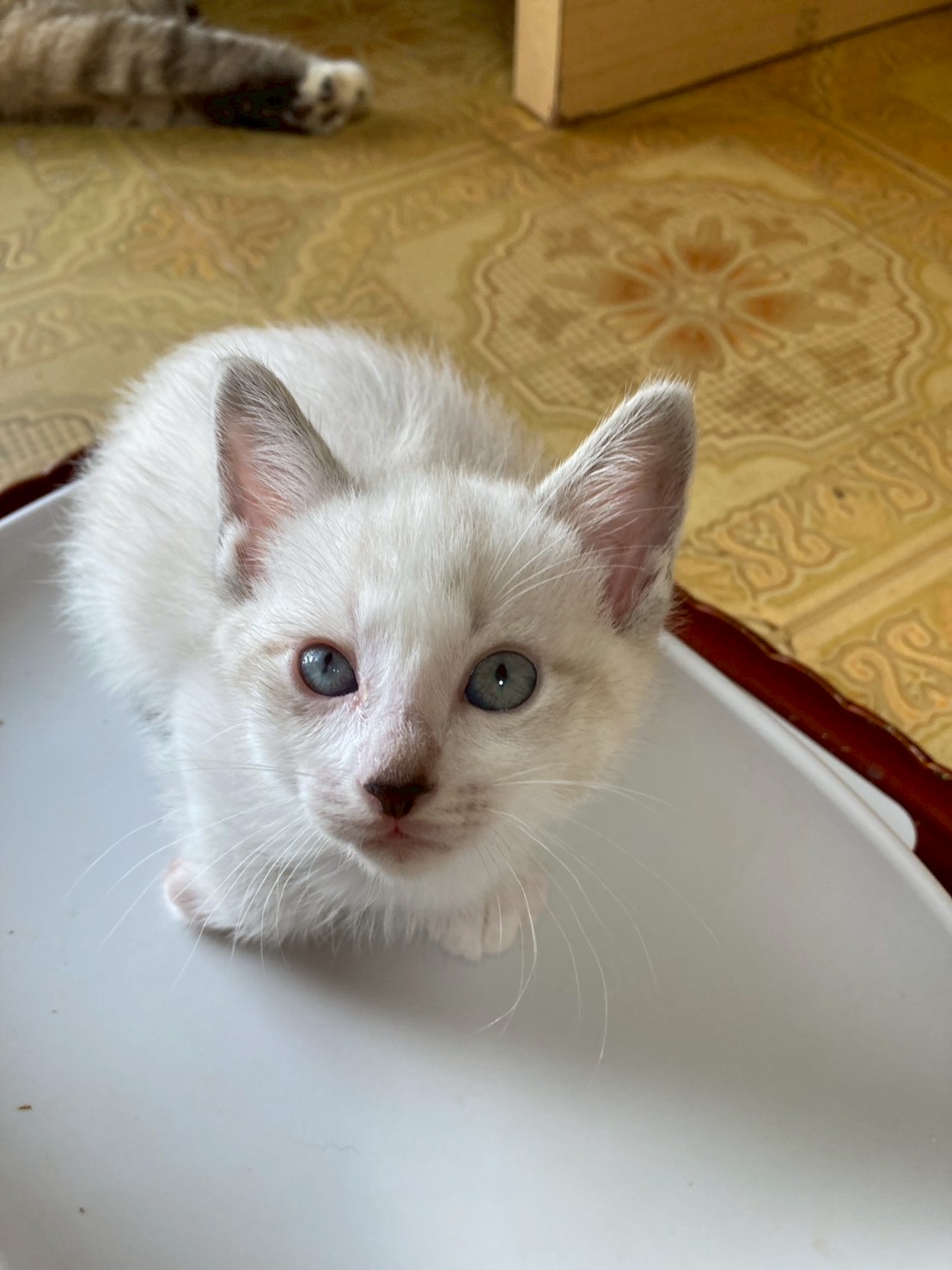 猫種不明