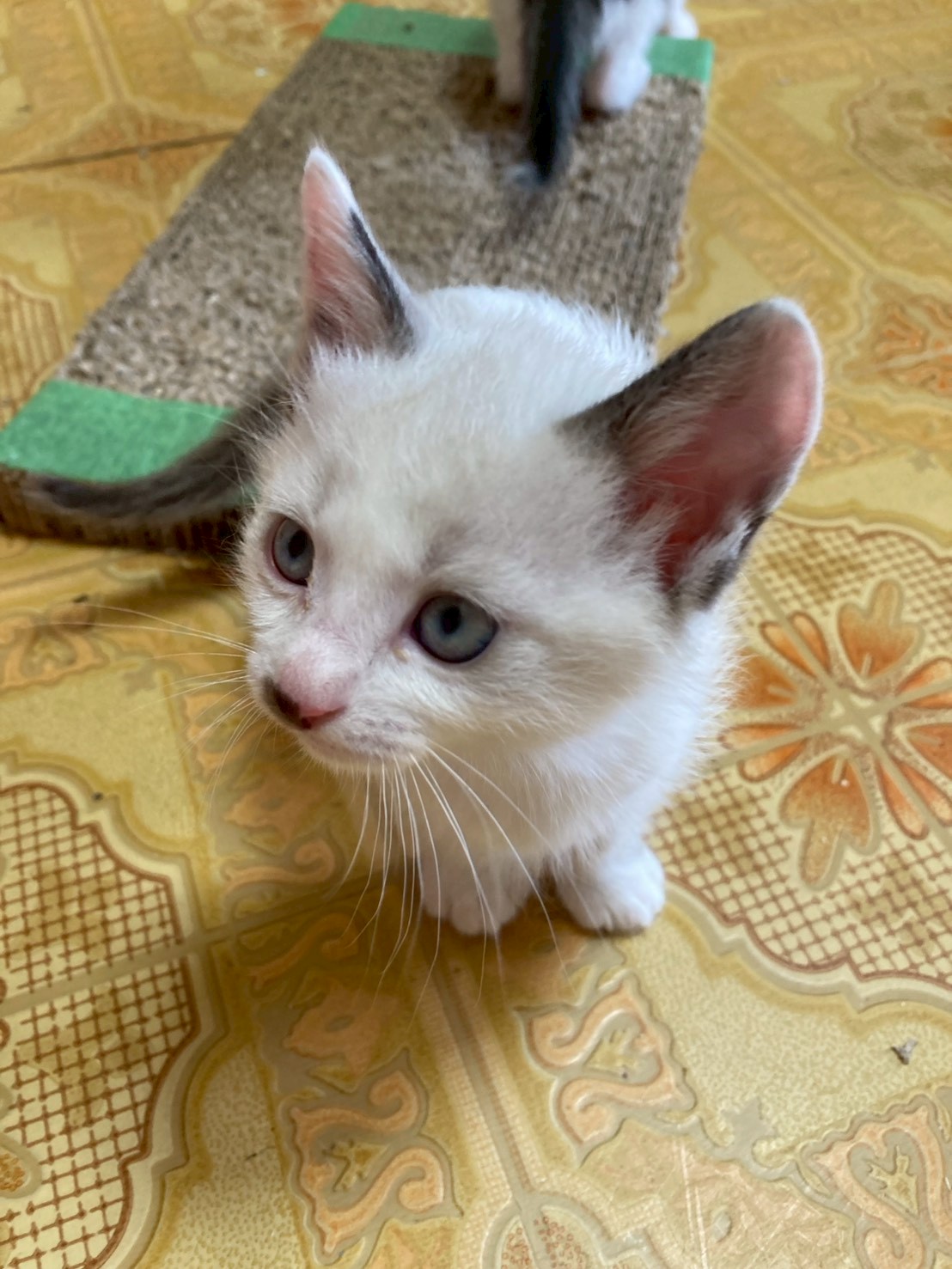 猫種不明