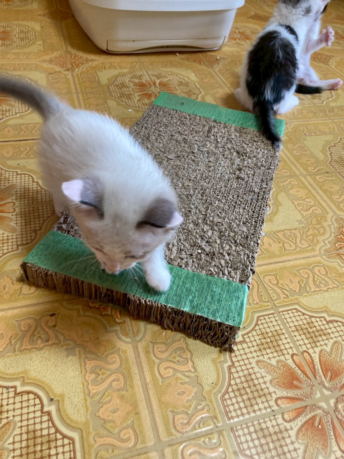 ピッピ