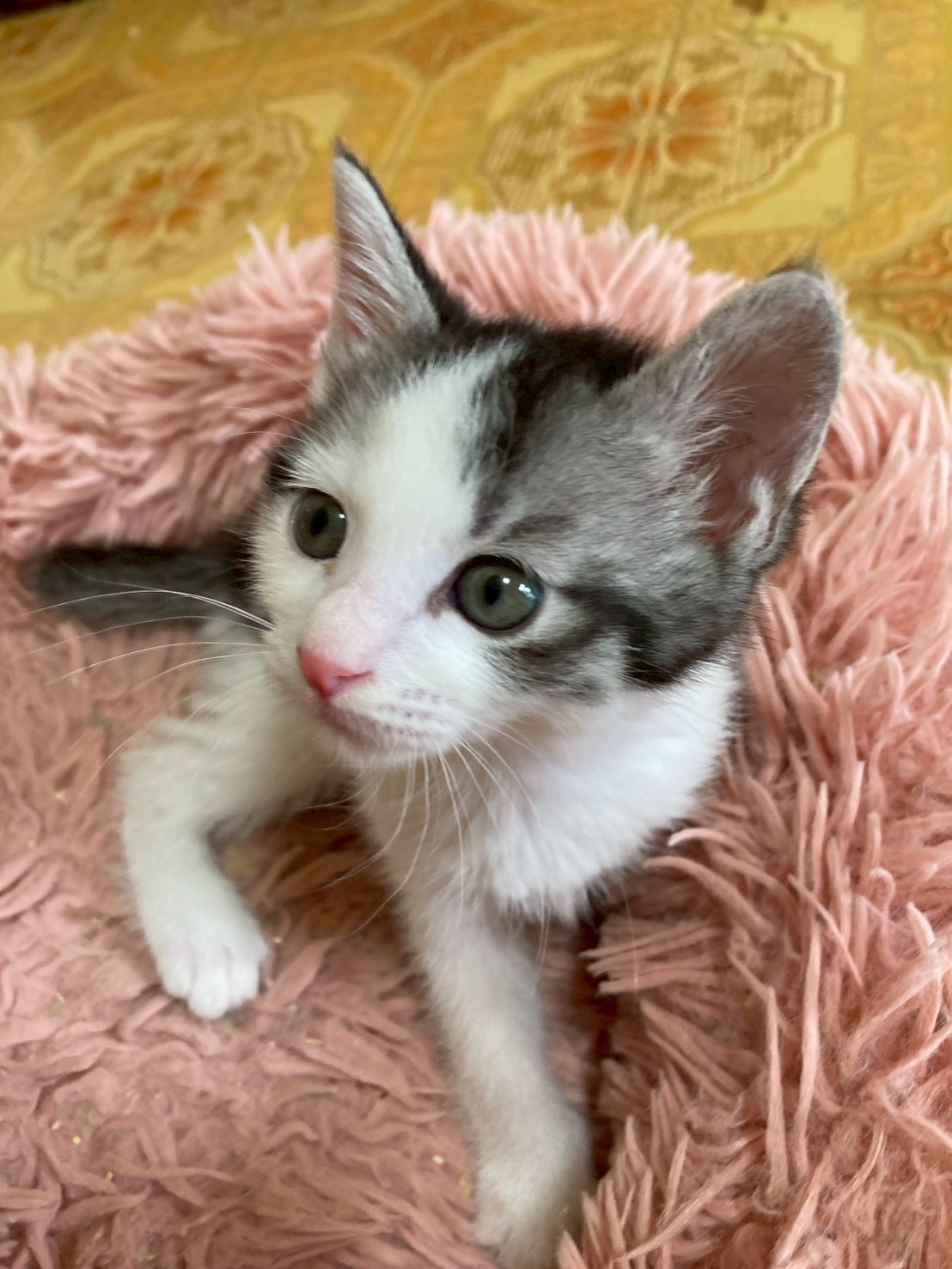 猫種不明