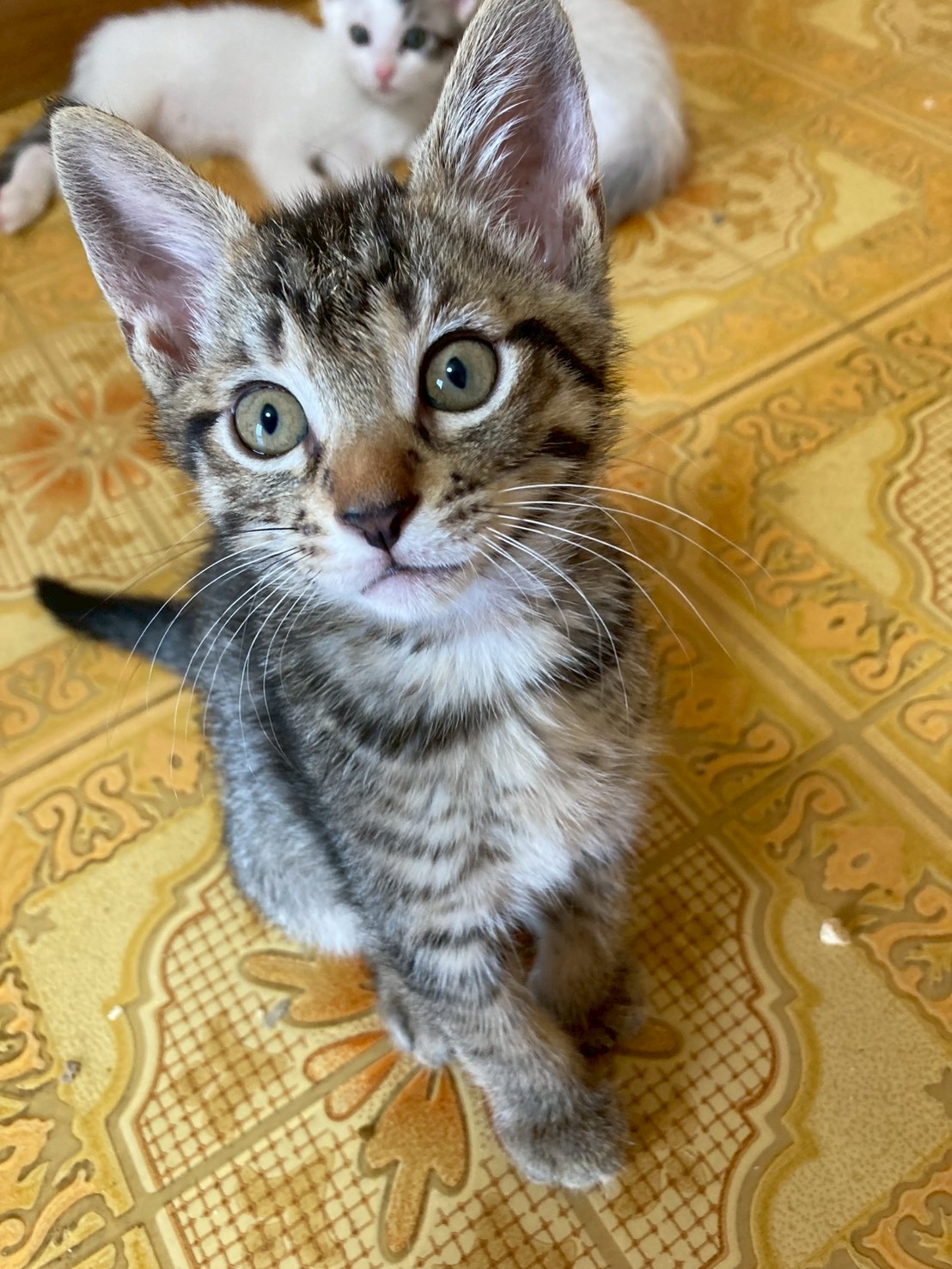 猫種不明