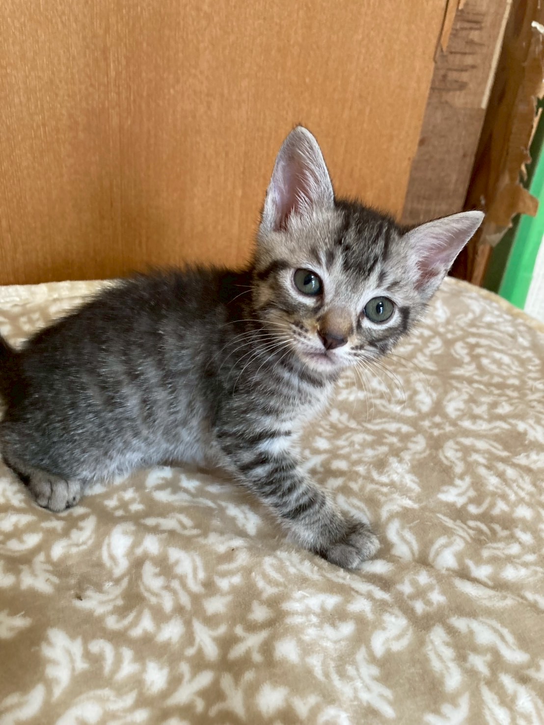 猫種不明