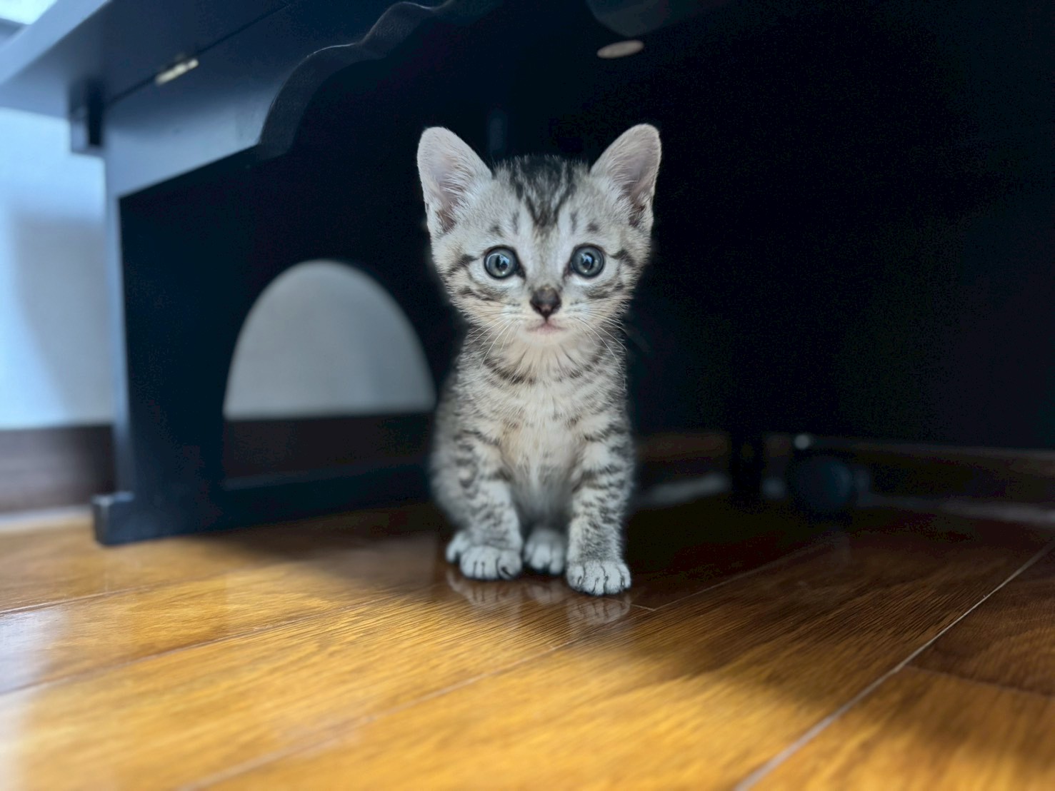 猫種不明