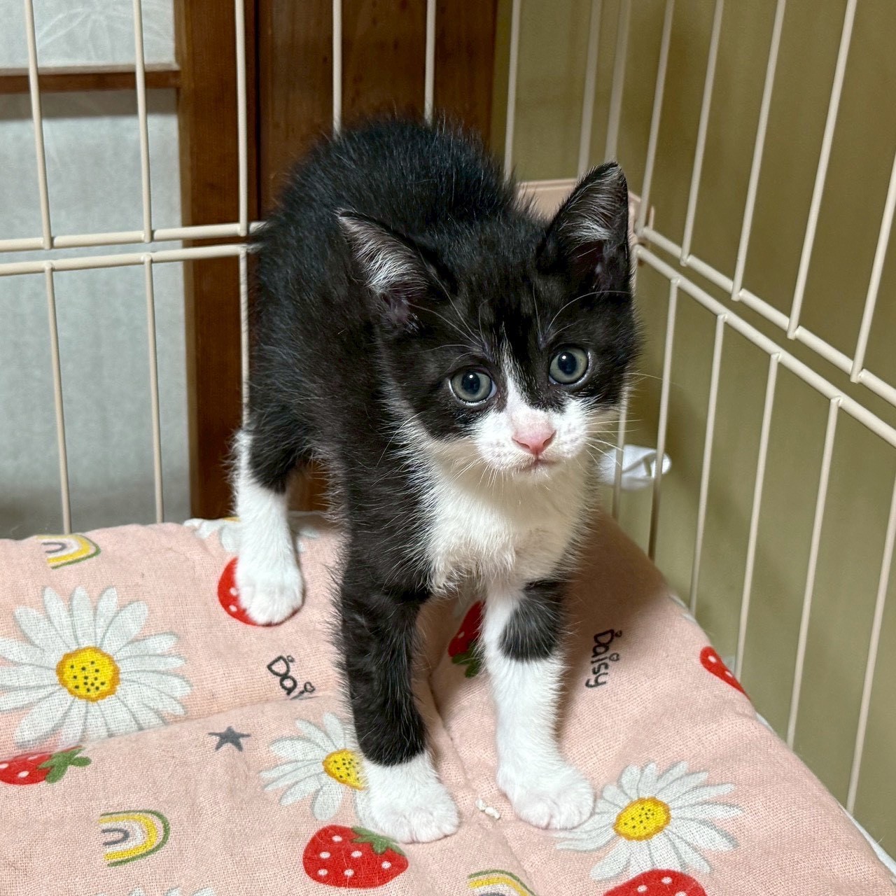 猫種不明