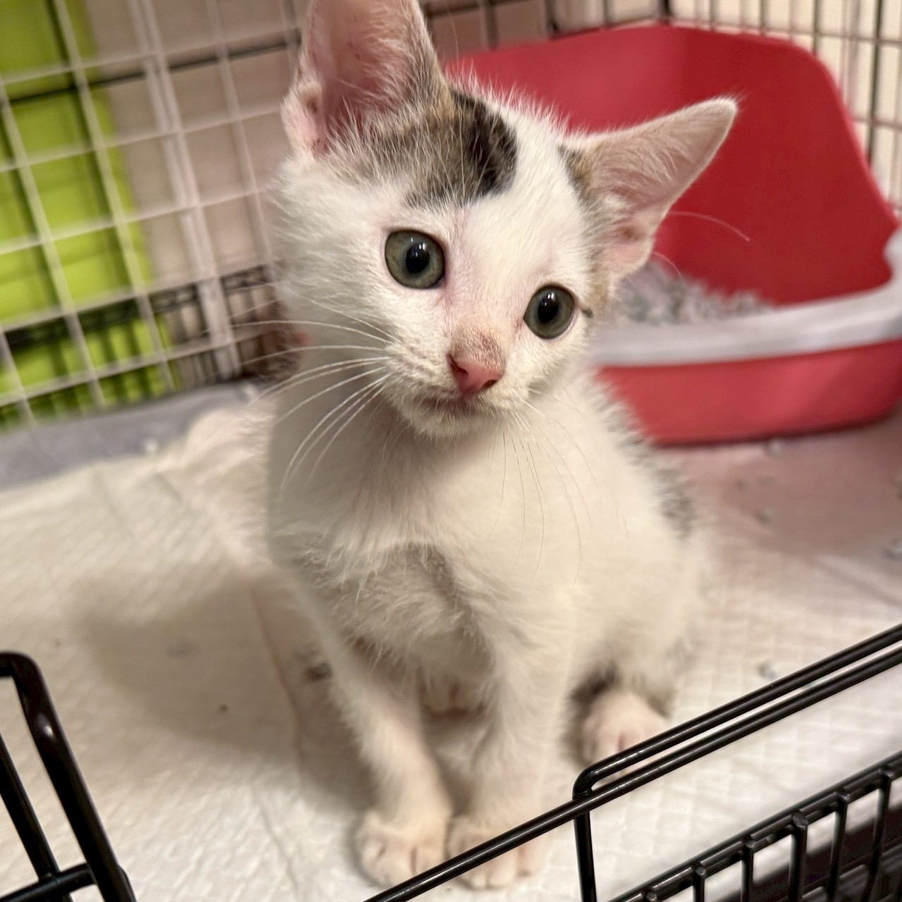 猫種不明