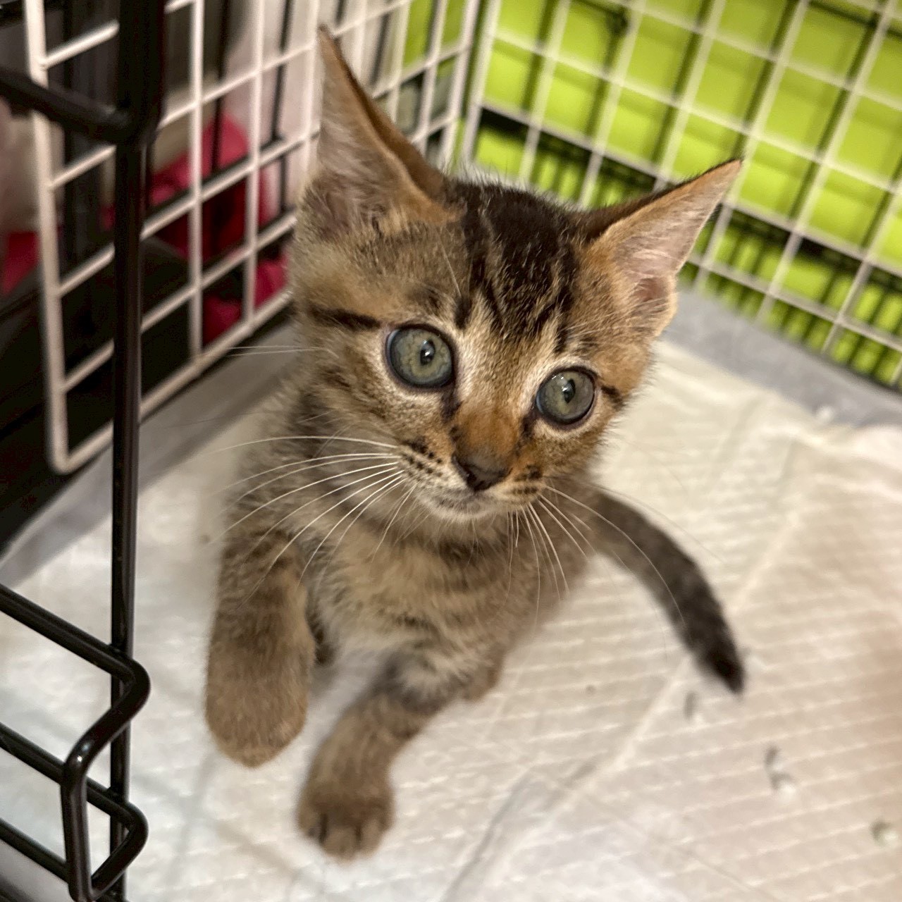 猫種不明