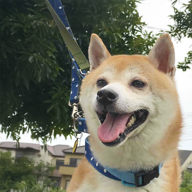 柴犬