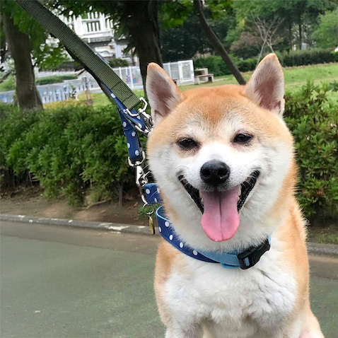 まるくん
