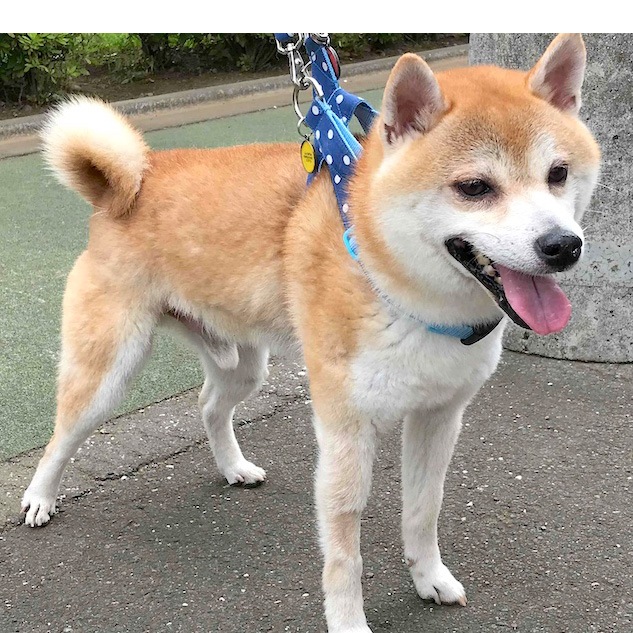 まるくん