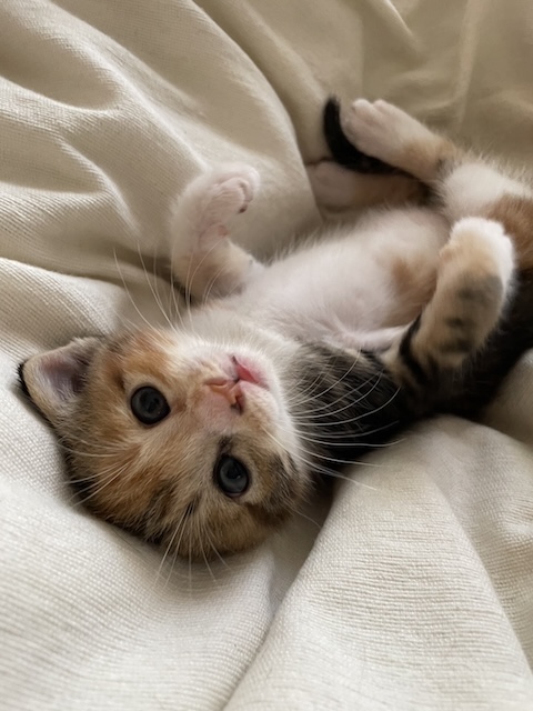 猫種不明